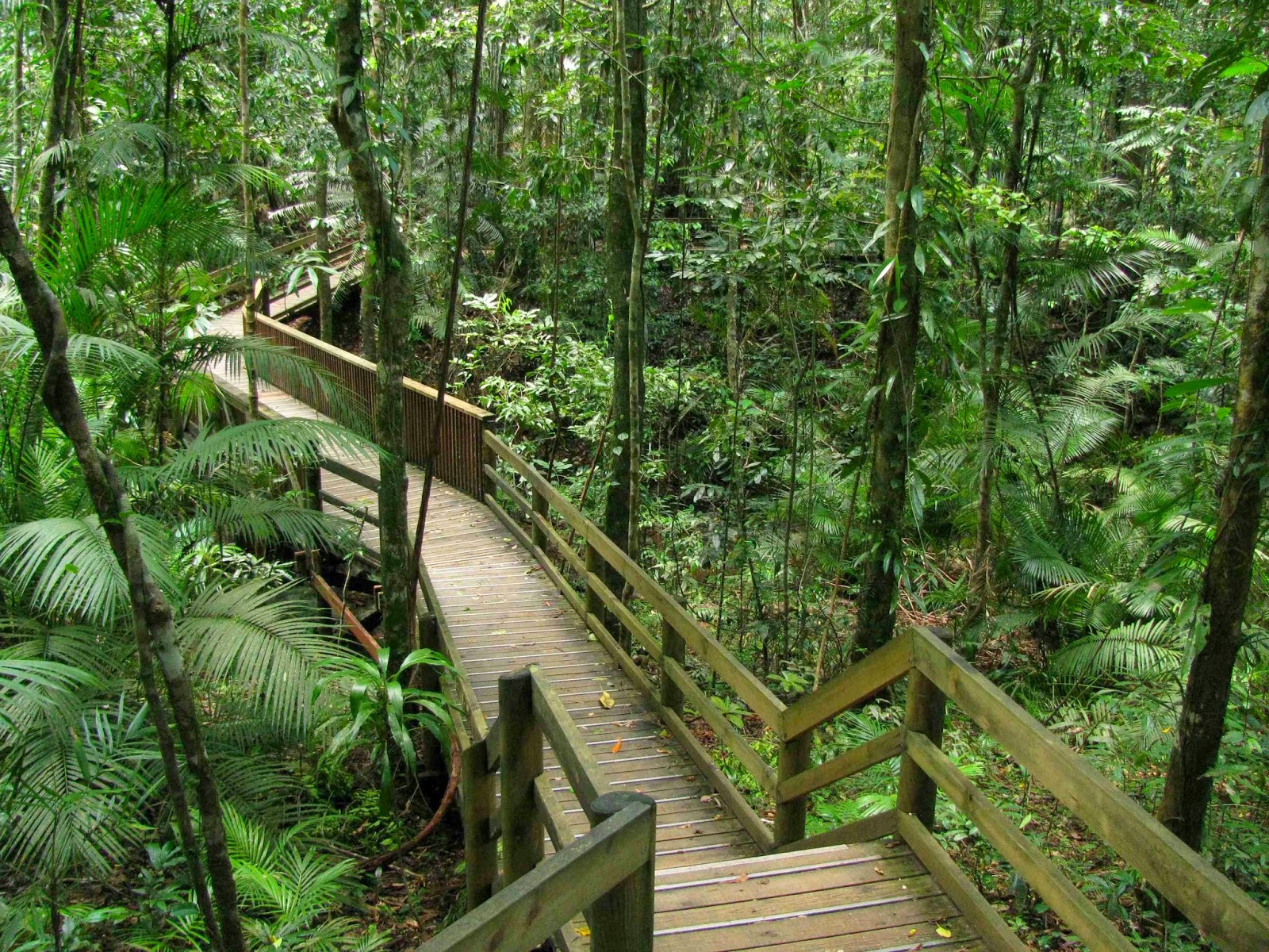 2010.10.27-Jindalba-Boardwalk-Daintree-NP.jpg