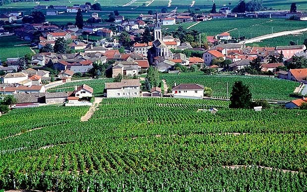 Burgundy-vineyards_2306558b.jpg