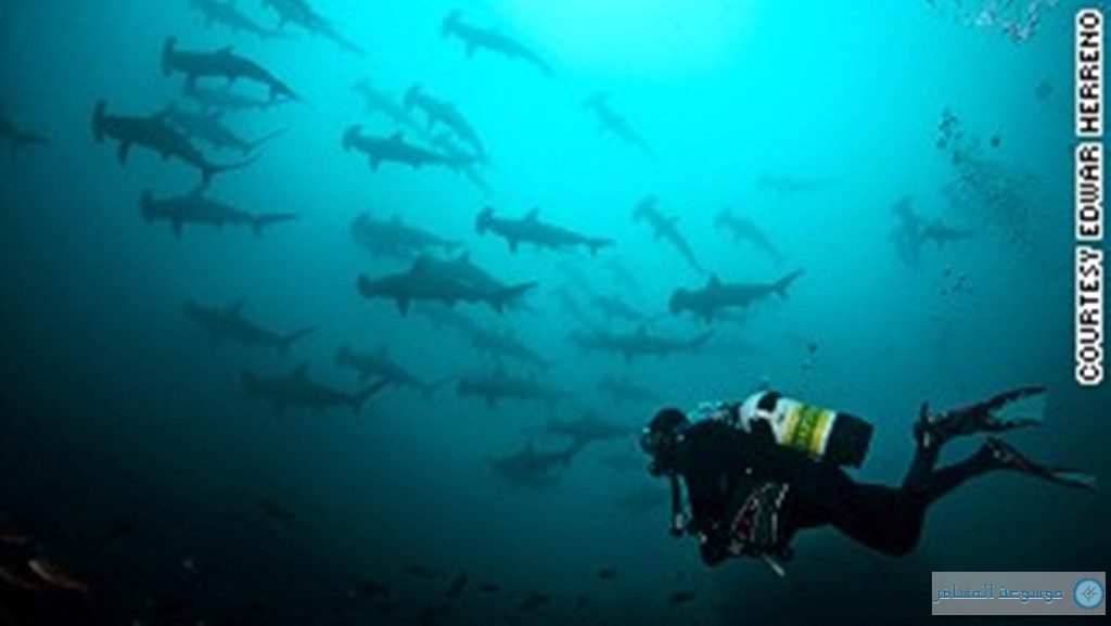 64609-sharks-undersea-hunter-costa-rica-story-body.jpg