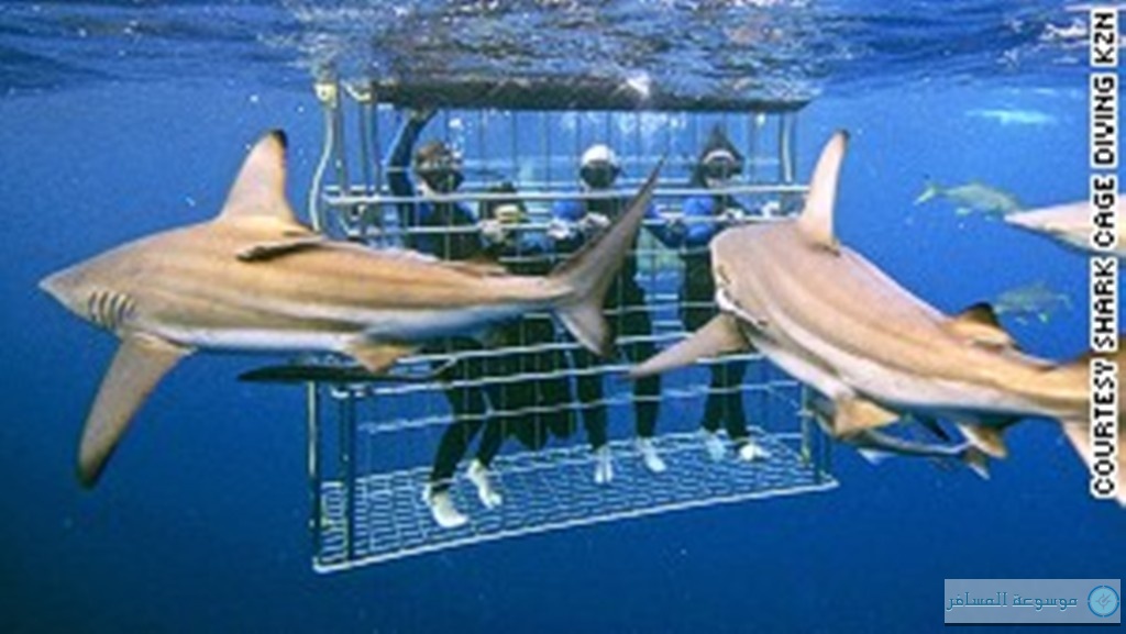 130731172545-sharks-cage-diving-kzn-story-body.jpg