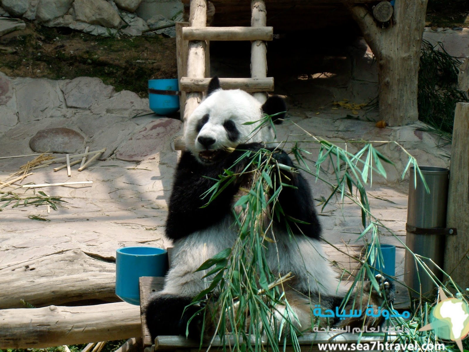 Chiang-Mai-Panda.jpg