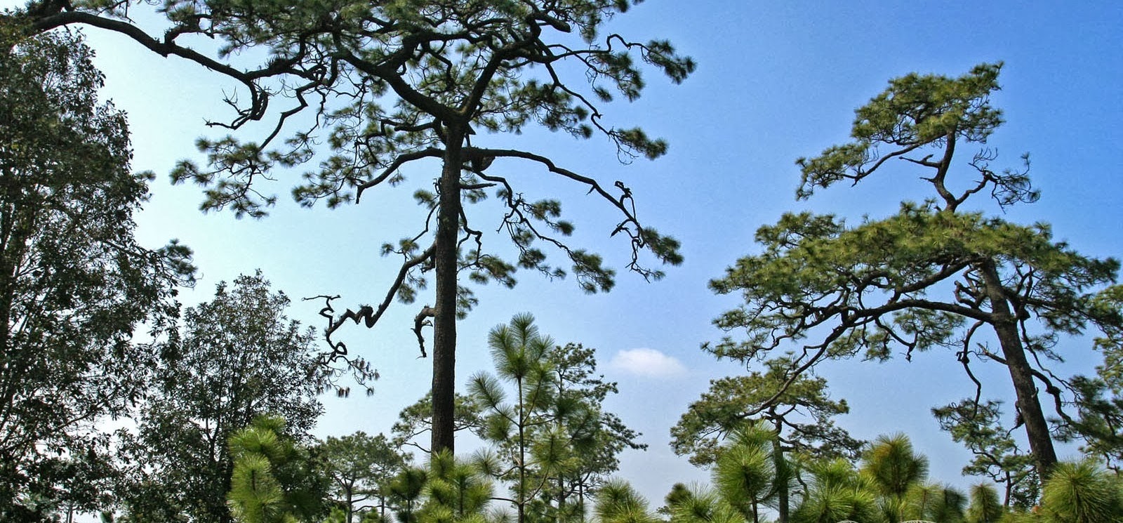 phu-kradueng-trekking.jpg