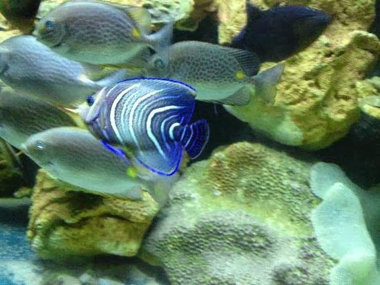 samui-aquarium-and-tiger.jpg