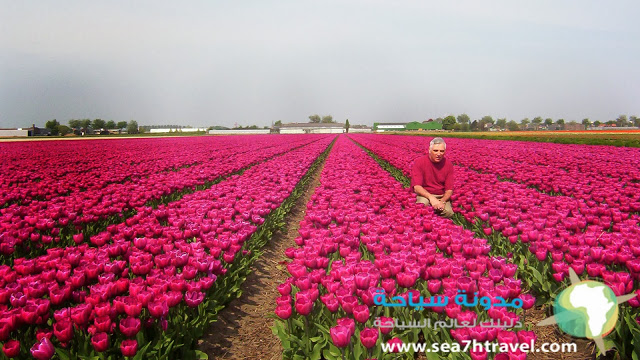 Natural-Tulip-flower-farm-in-Netherlands.jpg