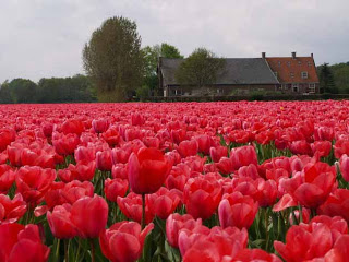 Keukenhof.jpg