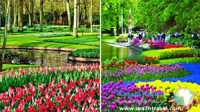 keukenhof-Garden-Wallpaper-HD.jpg