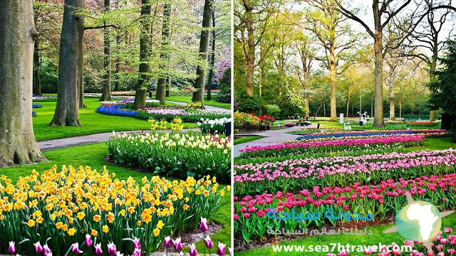 keukenhof-Garden-Wallpaper.jpg