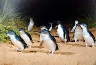 Phillip+Island+Penguin+Parade.jpg