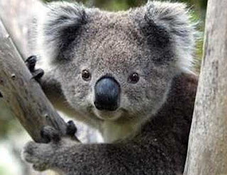 koala+australia.jpg