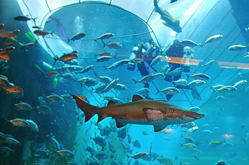 mall-aquarium-shark.jpg