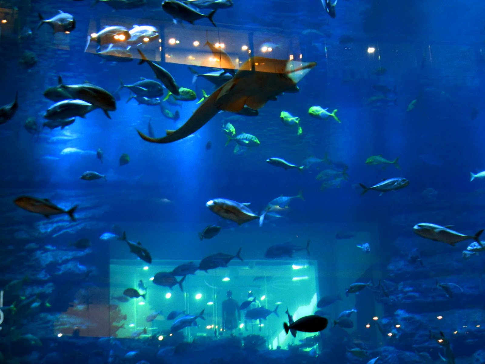 Dubai-Aquarium-1.jpg