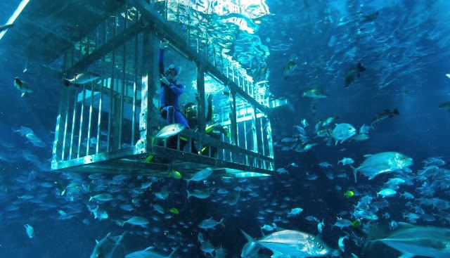 new-cage-experience-at-dubai-aquarium.jpg