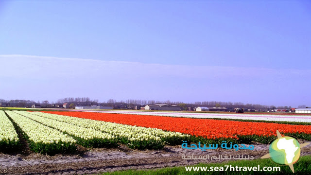 Tulip-flower-farm-beaitufil.jpg