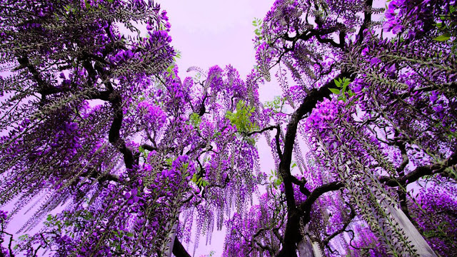 tree-Ashikaga-flower-park-awesome.jpg