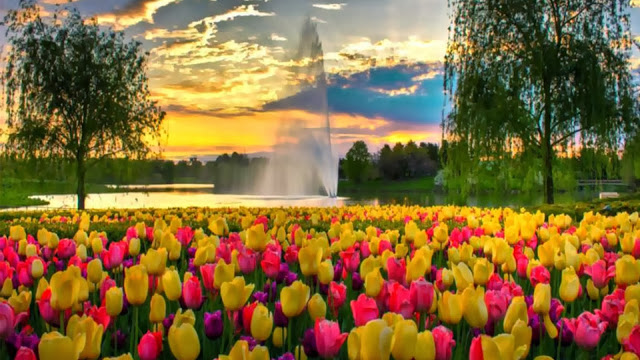 tulips-Ashikaga-flower-park-awesome.jpg