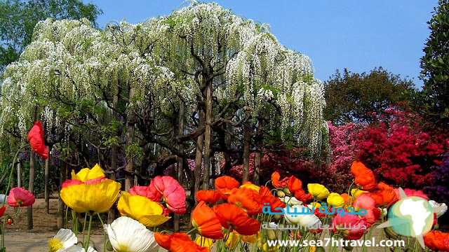 angle-Ashikaga-flower-park-awesome.jpg