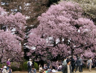 Shinjuku+Park.jpg