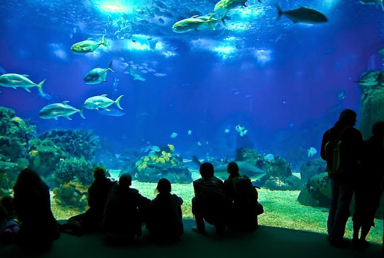 lisbon_oceanarium.jpg