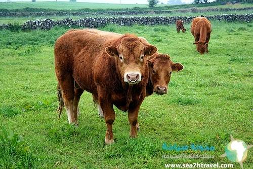 limoges-cattle.jpg