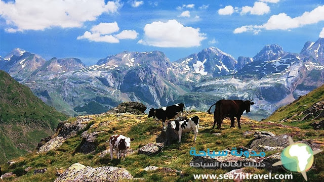 Pyrenees-Sheep.jpg