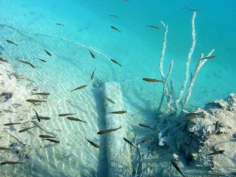 800px-Plitvice_underwater.jpg