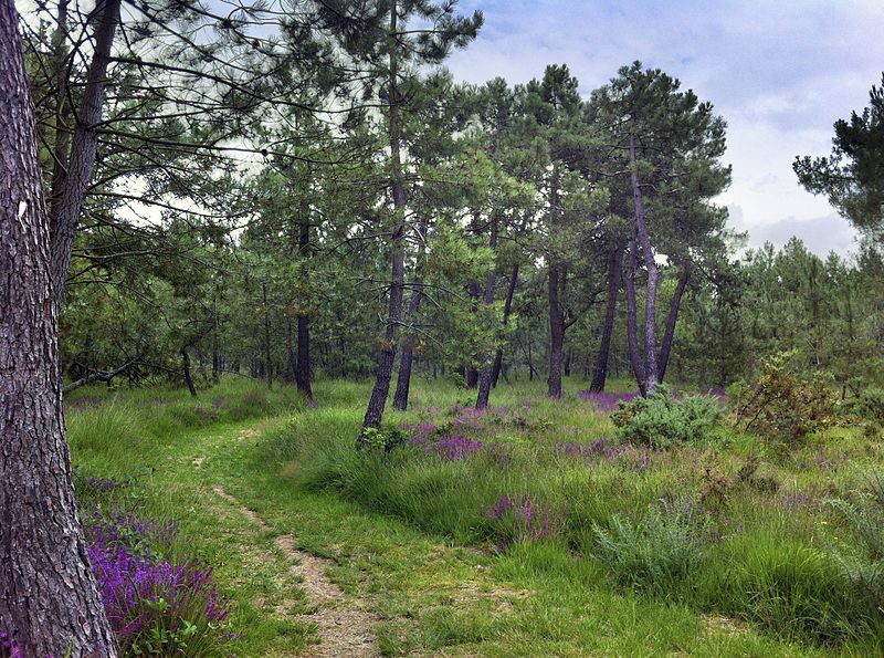 Forest_in_St-Germain,_Basse-Normandie,_France.jpg