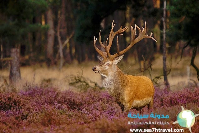 Hoge-Veluwe-National-Park-.jpg