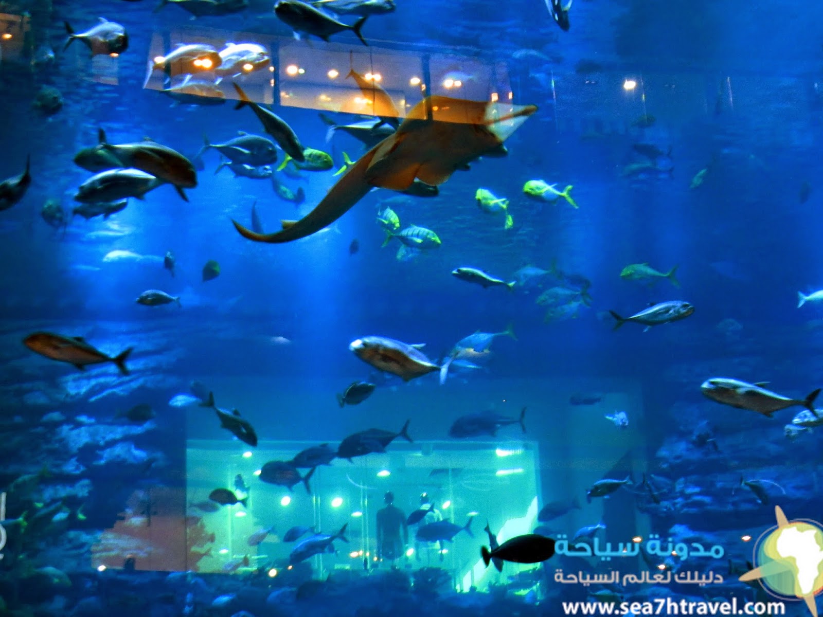 Dubai-Aquarium-1.jpg