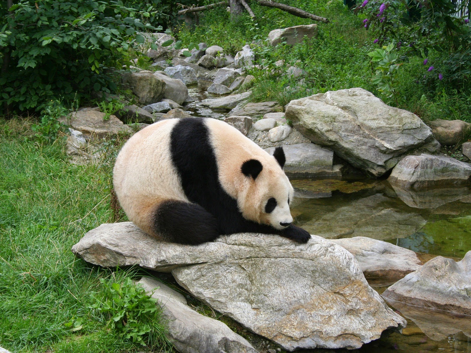 schonbrunn_zoo_vienna_691591.jpg