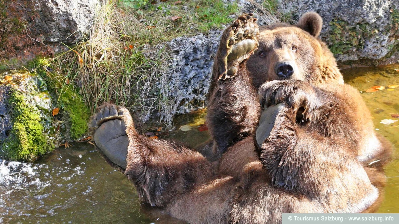 Salzburger-Zoo-Baer.jpg