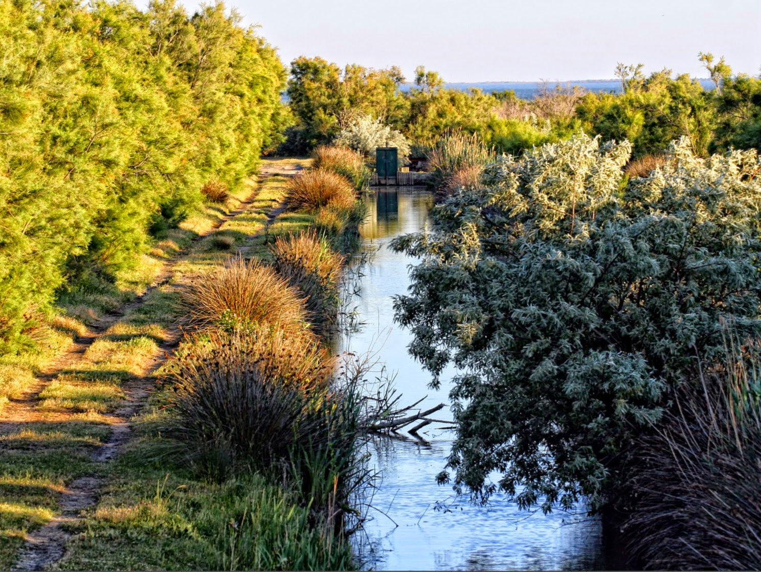 Parc_r%C3%A9gional_de_Camargue.jpg