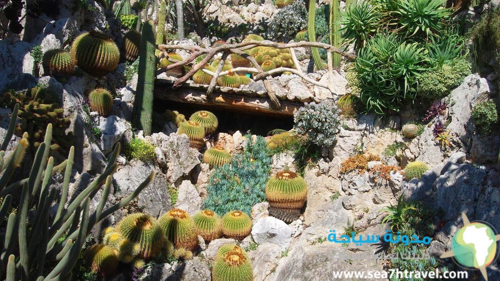 Jardin-Exotique-Cactus.jpg