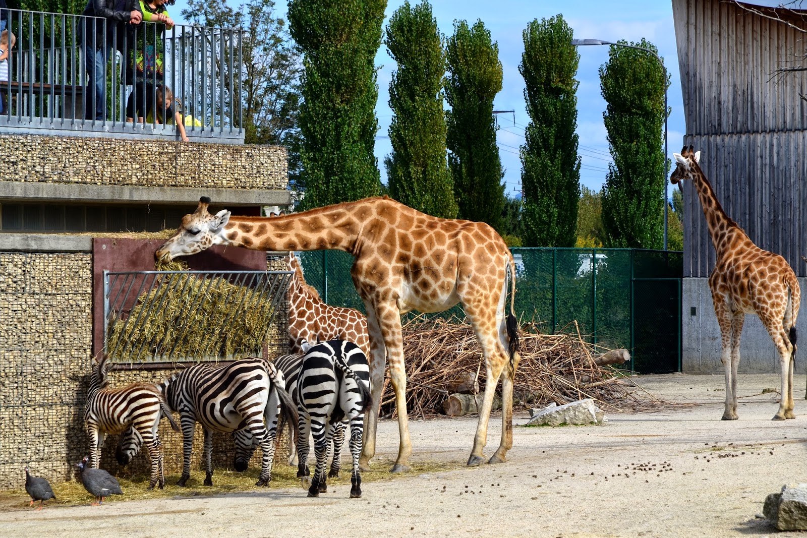 zebra_-_Giraffa_camelopardalis_2012-10-03_14-59-24.jpg