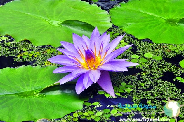 london-kew-gardens-waterlily-house.jpg