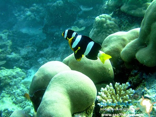 clark-s-anemonefish-3_2090.jpg