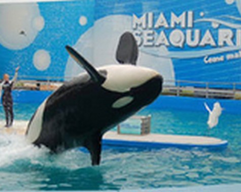 Miami-Seaquarium-635598490386276976.jpg