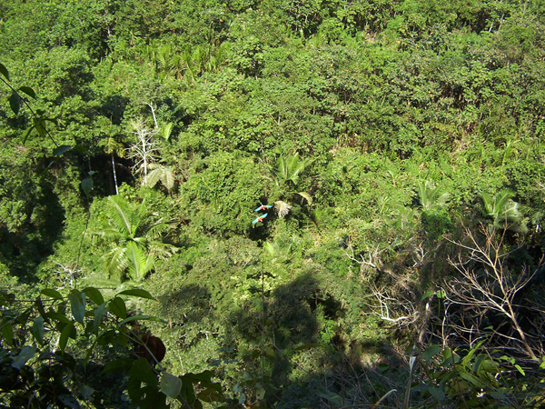 Madidi_National_Park_1.jpg