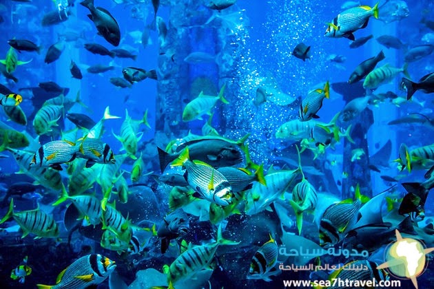 uae-dubai-dubai-aquarium.jpg