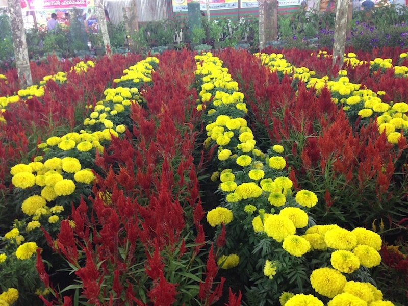 the-Thekkady-Flower-Show.jpg