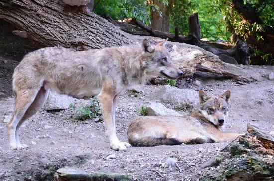 alpenzoo-loup.jpg