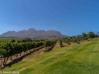 stellenbosch-11.jpg