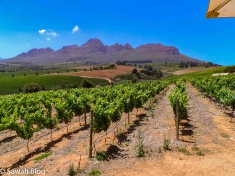 stellenbosch-29.jpg