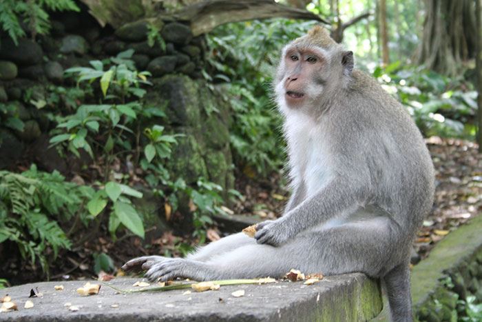 Monkey-Forest-in-Bali2.jpg