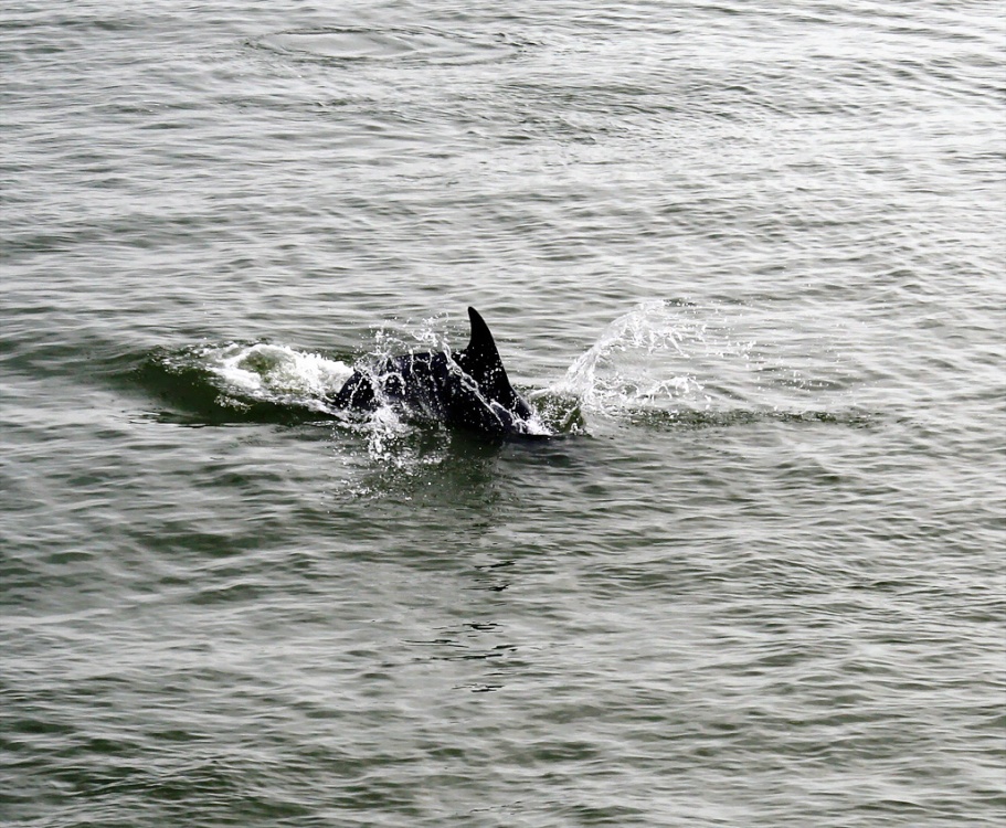 Bottle-nosed-Dolphin-off-Canvey-Island.jpg