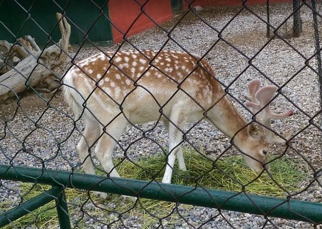 Konya-Zoo4.jpg