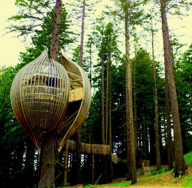 woods%20Treehouse%20-%20Warkworth,%20New%20Zealand.jpg