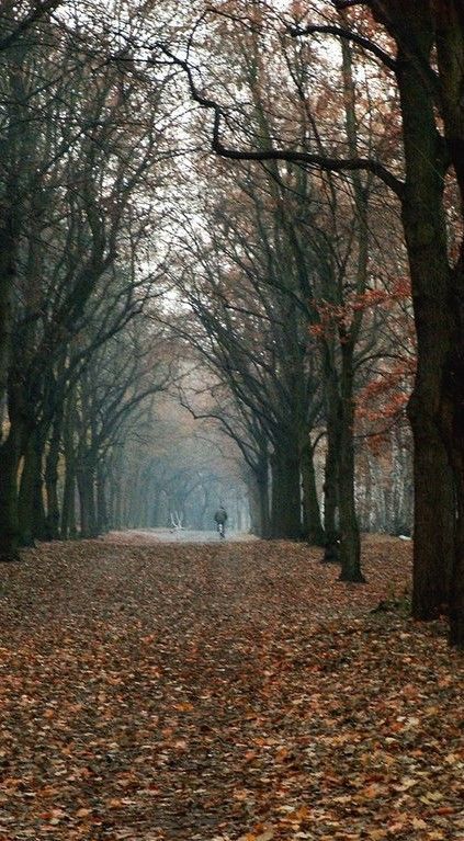 GRUNEWALD-forest.jpg