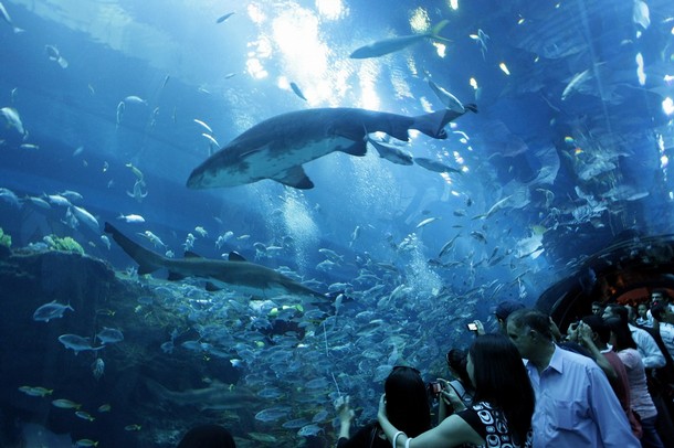 aquarium_in_the_new_Dubai_Mall_1.jpe