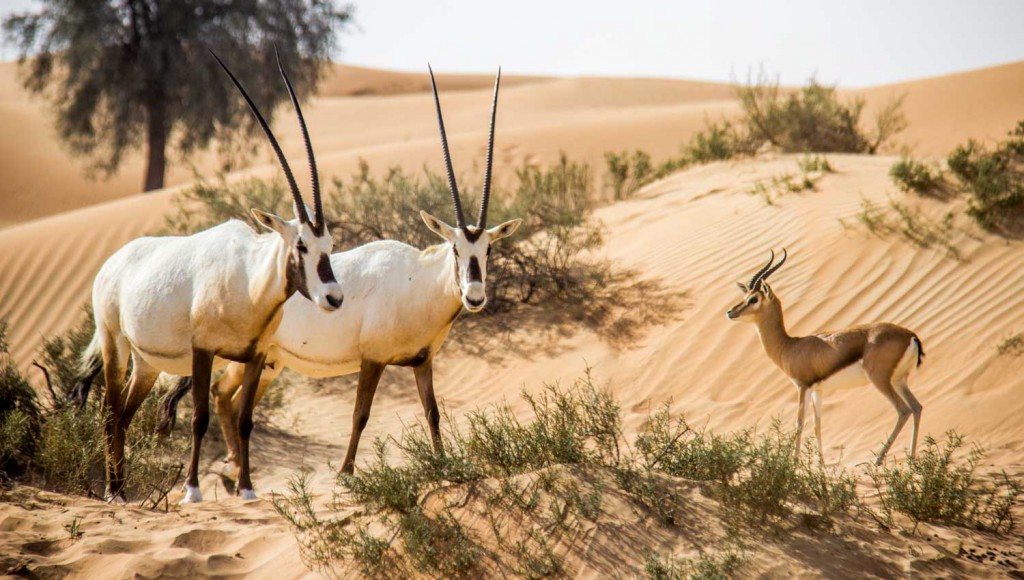 dubai-wildlife-1500x850-1024x580.jpg