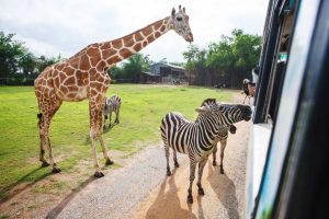 traumreise-safaripark-beekse-bergen-safari-300x200.jpg